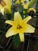 [4151 Yelloween NES No02.JPG]